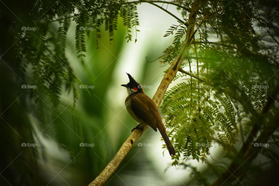 Red Whiskered Bulbul protecting it’s nest