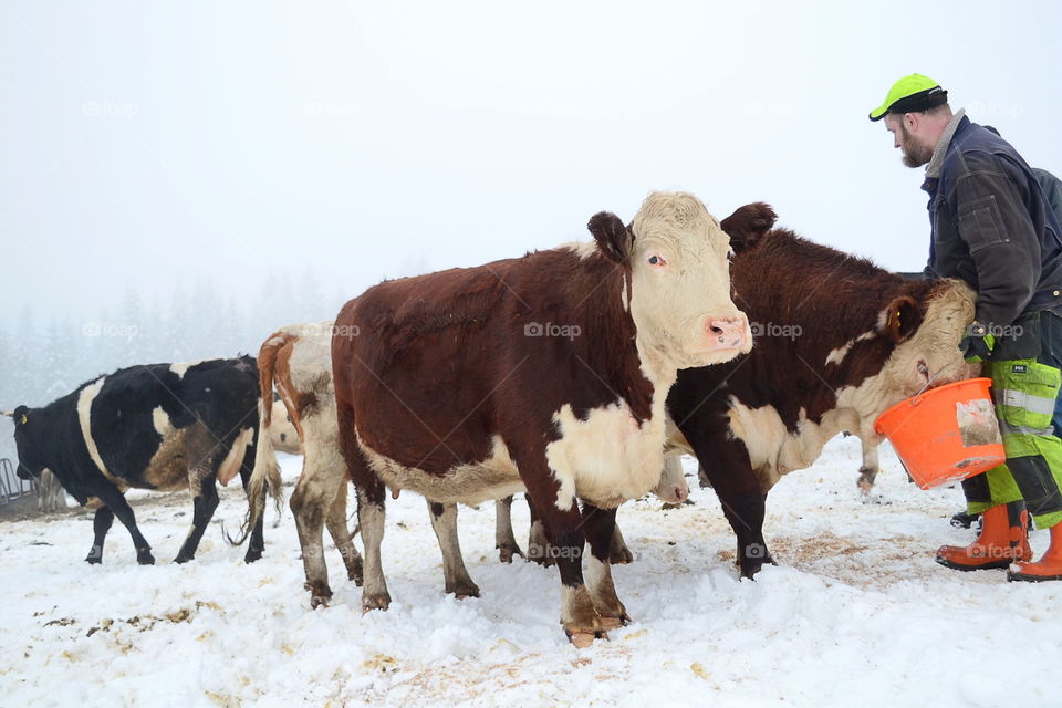 Farmer feeding cow's in winter