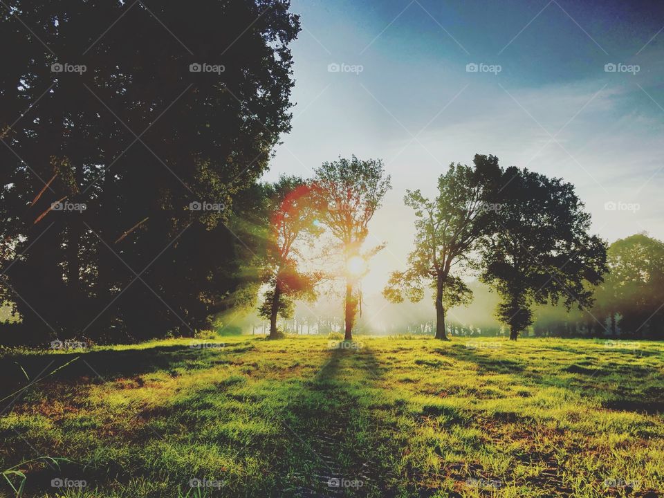 Sun rising behind a row of trees, casting shadows on the meadows 