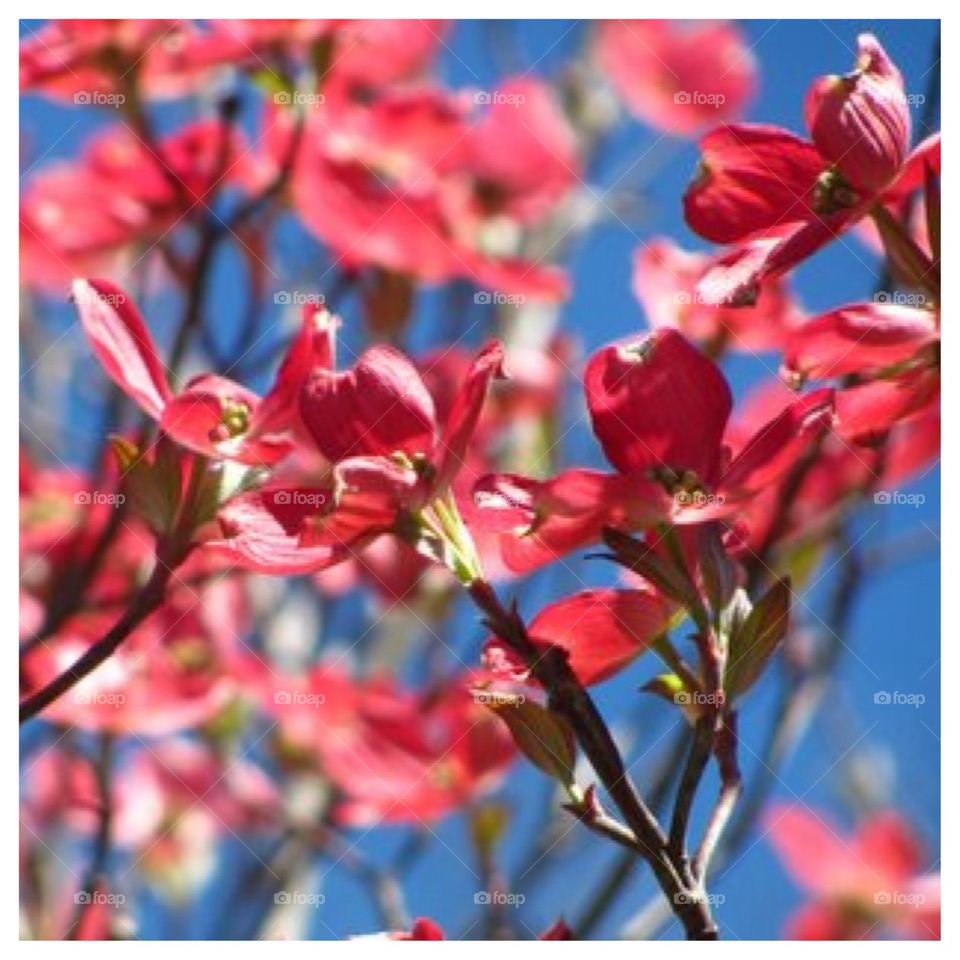 Pink Dogwood Blue Sky