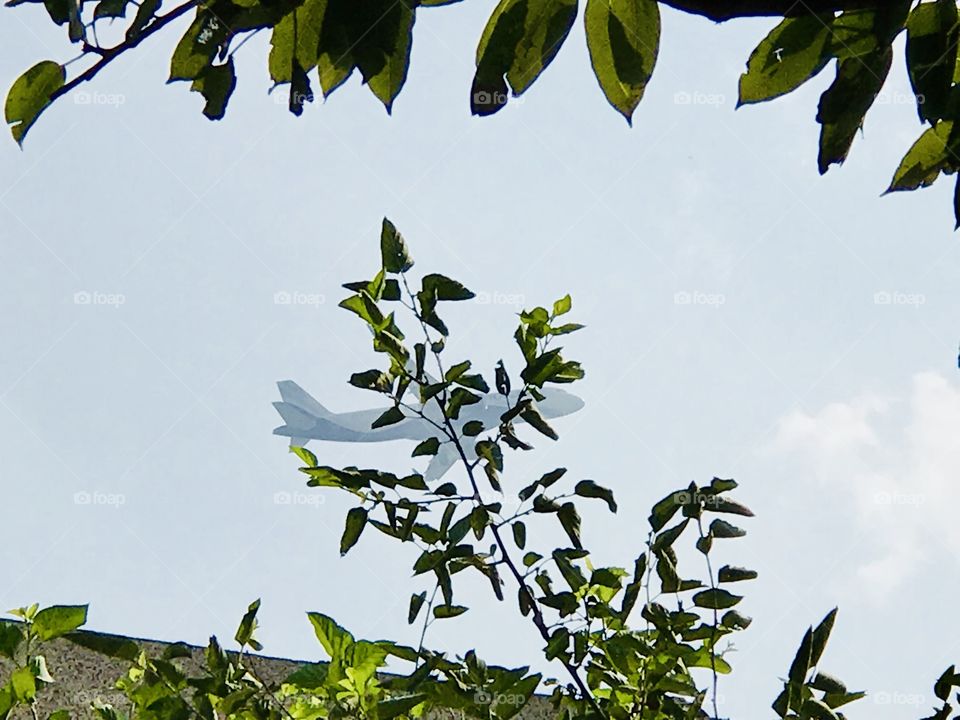 Plane behind leaves
