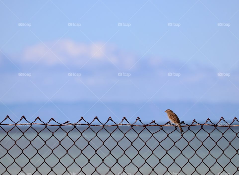 Lonesome Sparrow sitting on chainlink fence with ocean in background 