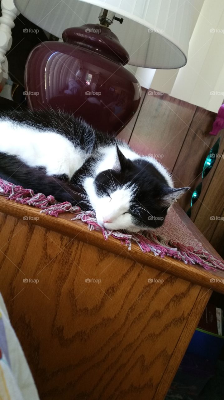 and help make catching a cat nap