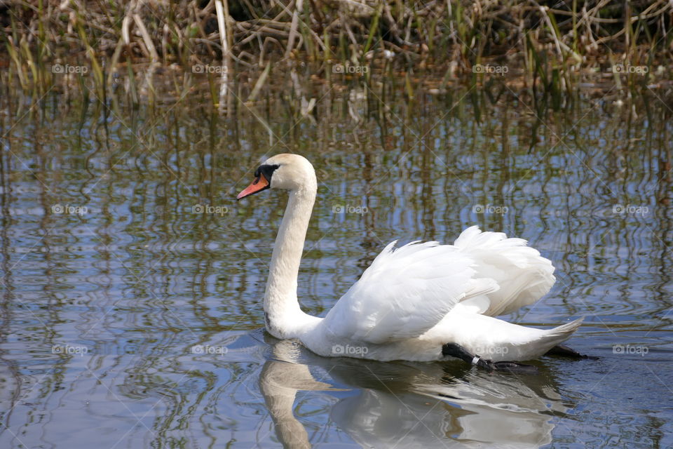 Swan