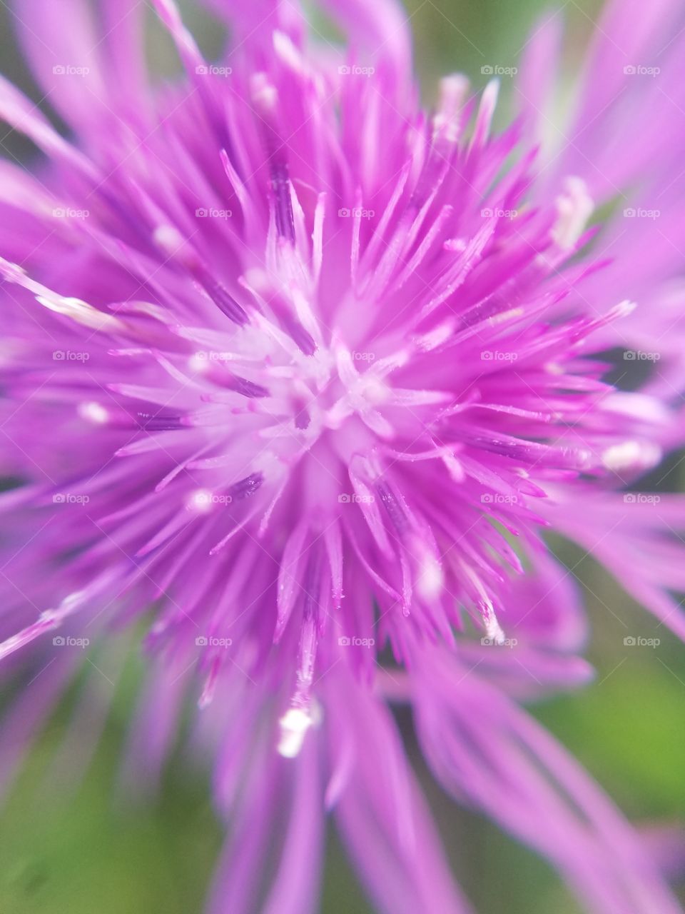 purple flower