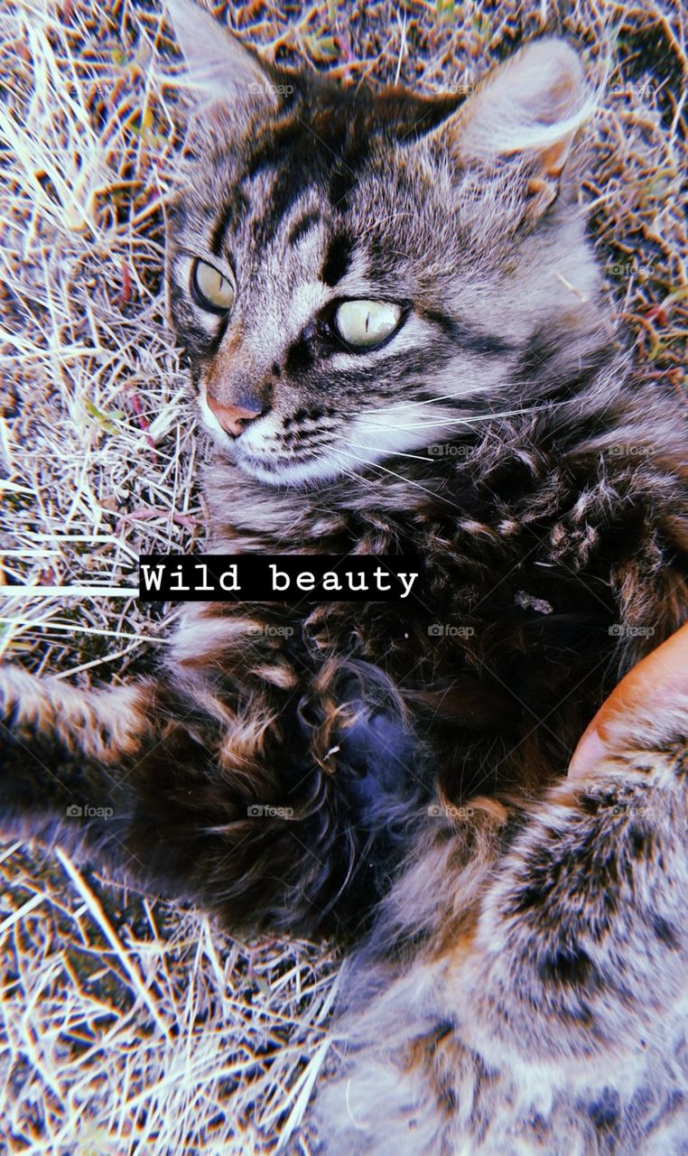 Wild beauty