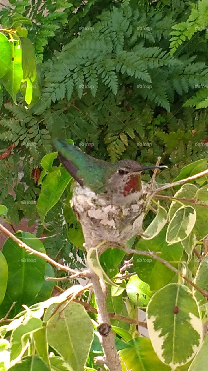 nesting humming bird