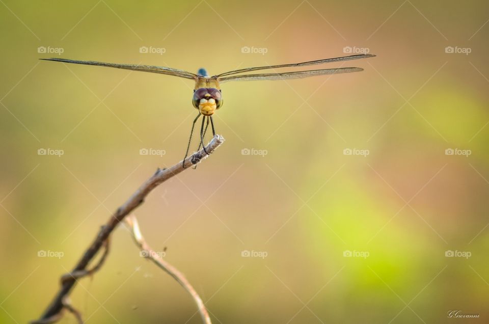 dragonfly