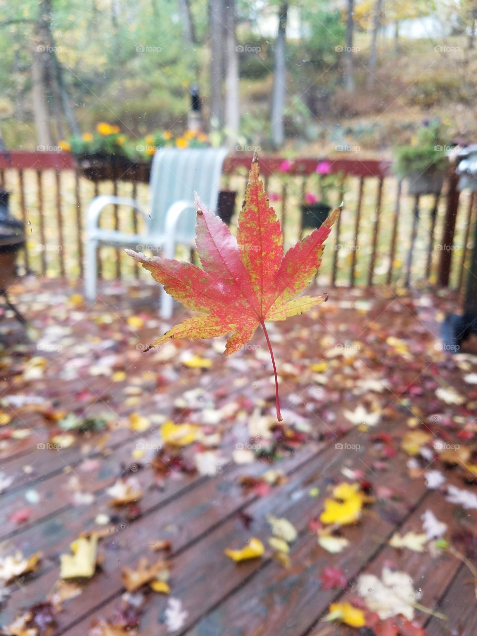 Leaf on window in Fall