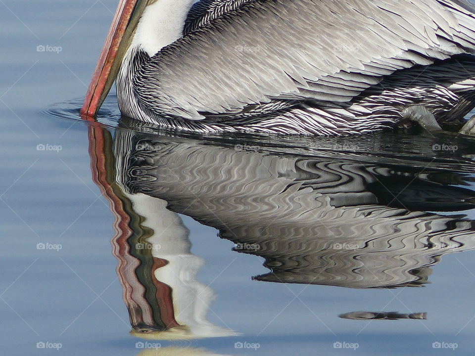 Close-up of pelican