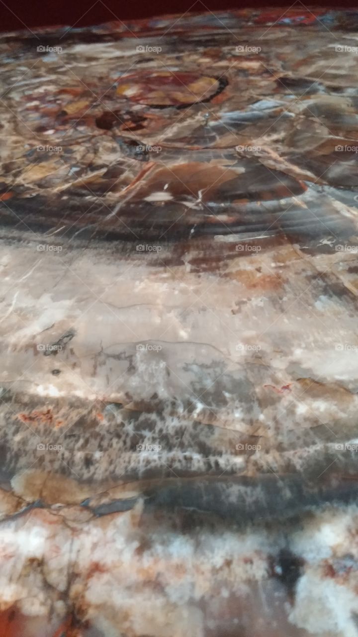 Smooth petrified marble-like tree rings within the Natural History Museum in London’s, England