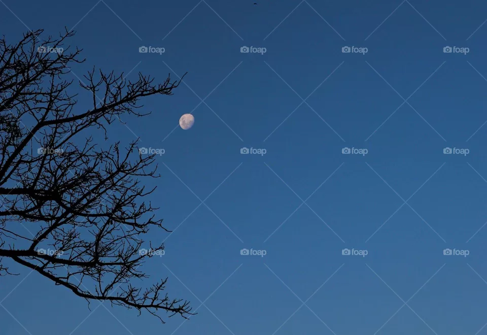 Lua