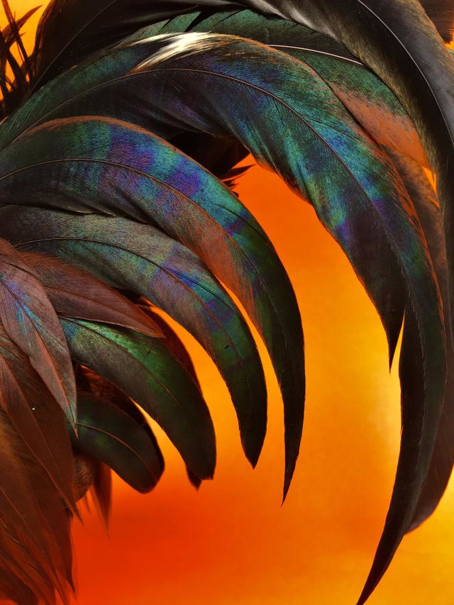 Nice feathers