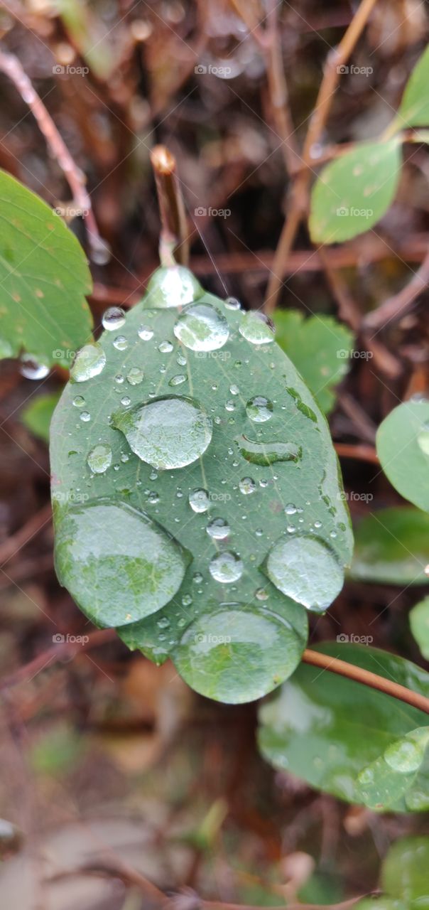 Leaf with Drops of Water