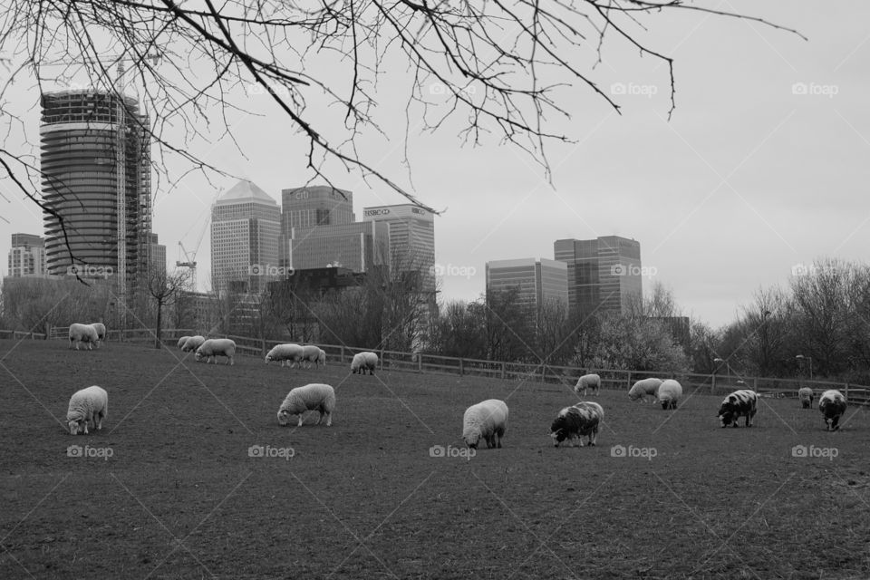 sheeps and the city