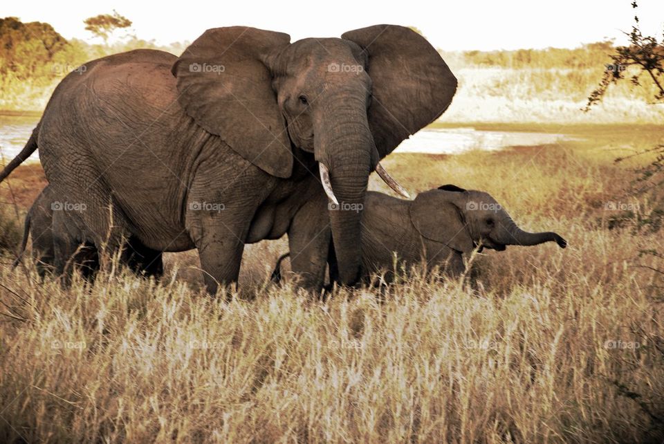 African elephant with calf in dry grass