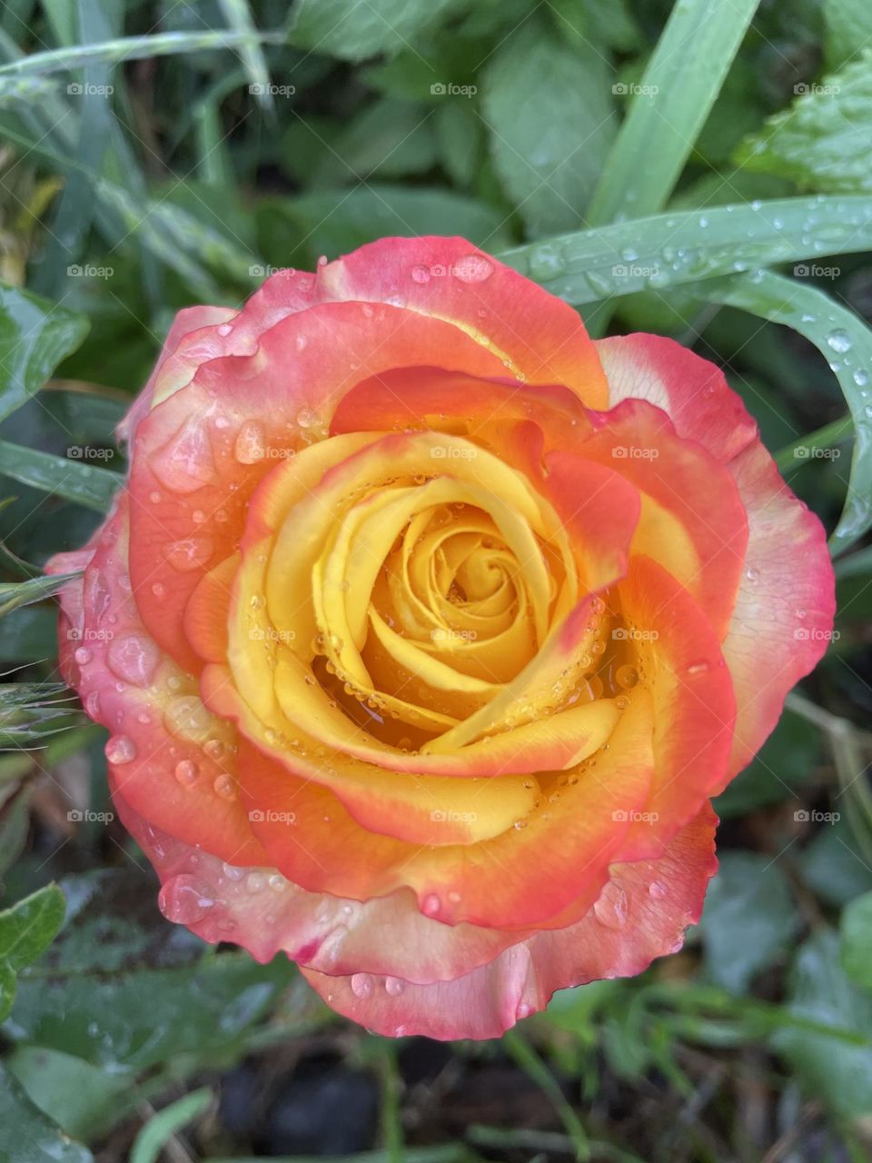 Beautiful multicolour chameleon rose in the garden after a bit of light rain 