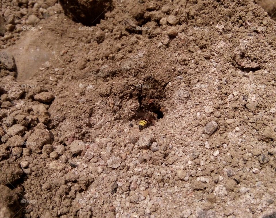 A grasshopper photo,a photo of my dream home,a cute home photo,a life-hard photo,everyone loves a home photo,a real life photo,a natural photo,a memorable good photo,a real life of struggle  Photo, best grasshopper photo,great grasshopper photo