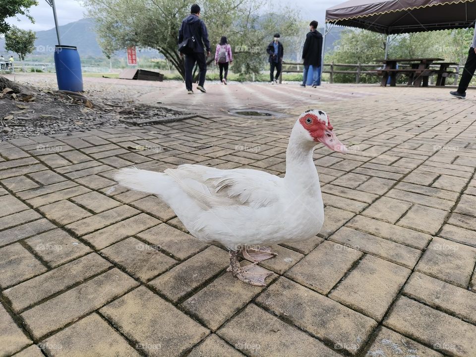 Red-faced Muscovy Duck in Luye Township, Taitung County