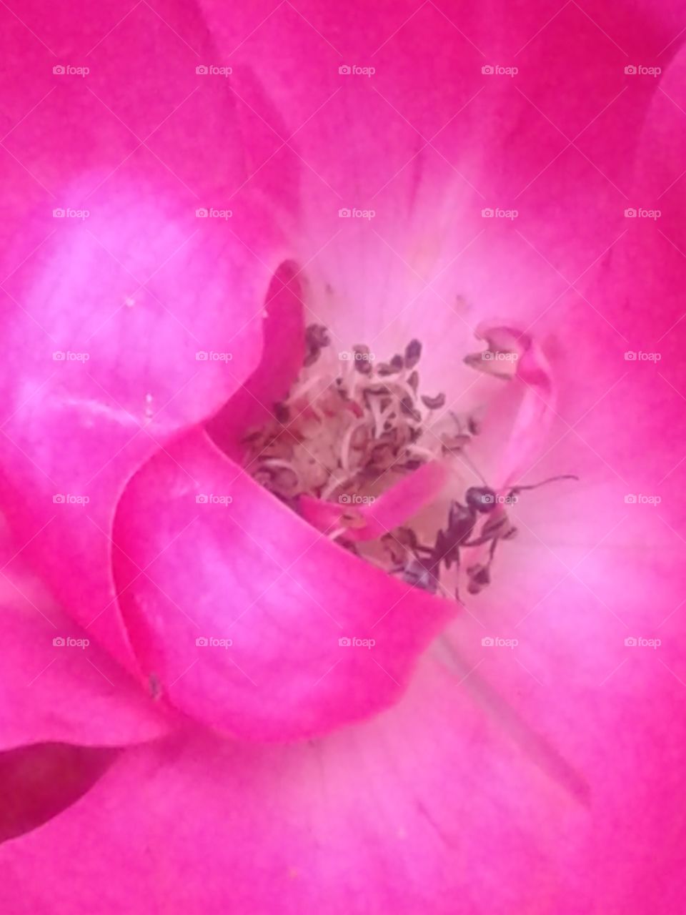 ant on a rose