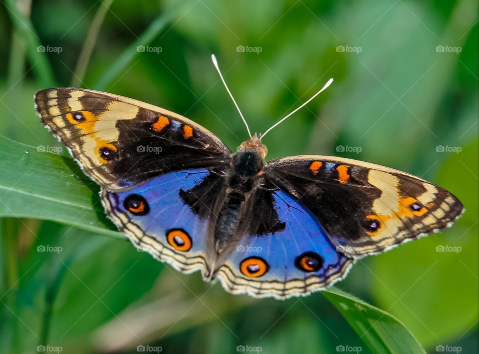 Beautiful butterfly very very beautiful.