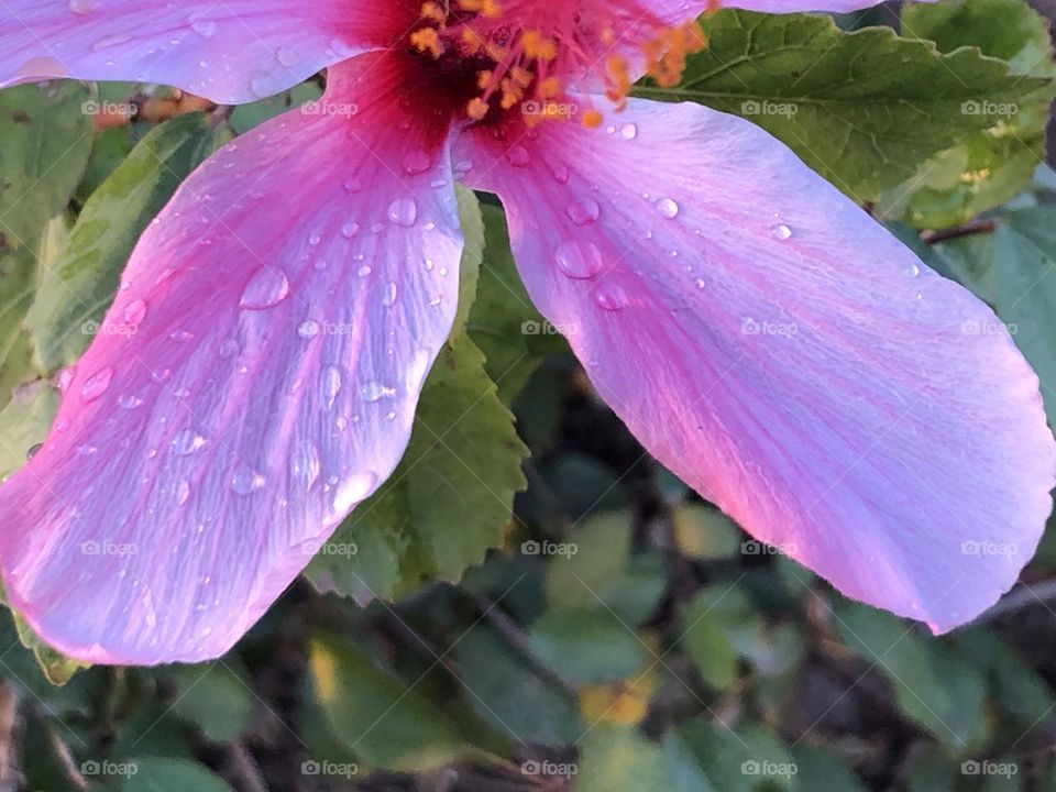 Beautiful purple flower 