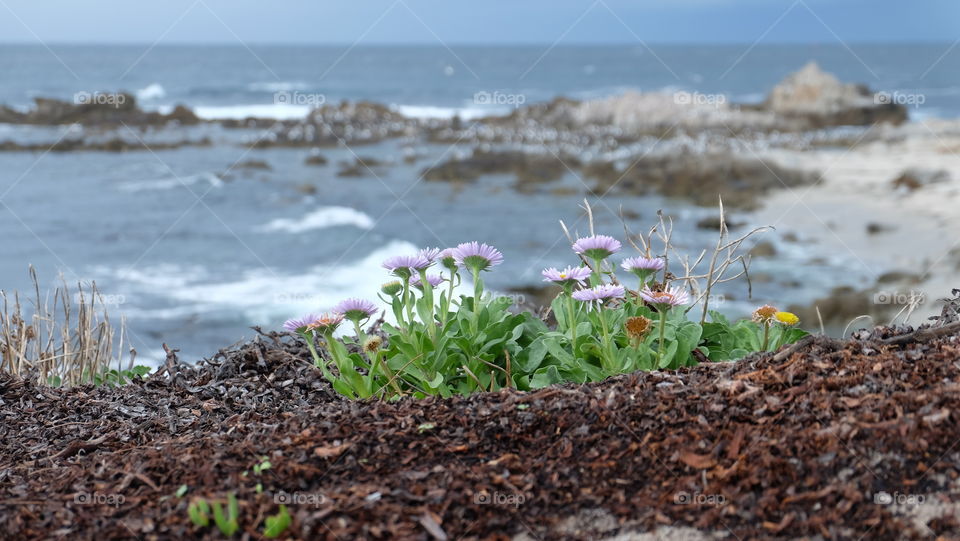 Dasies on the coast