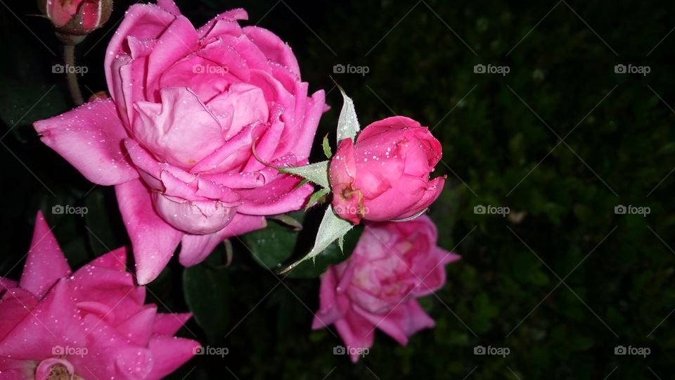 spring pink rose
