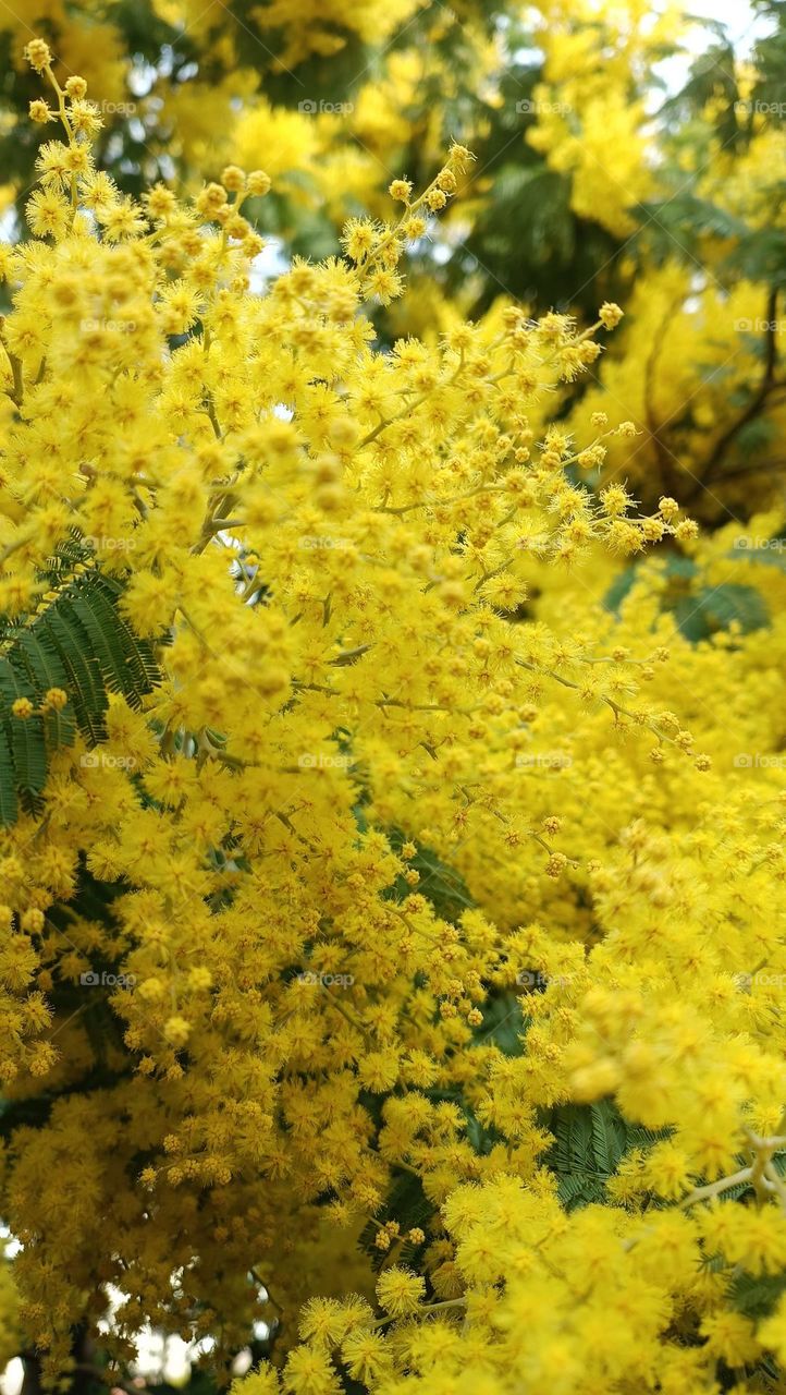 Mimosa in februari...spring is early here in the south of France