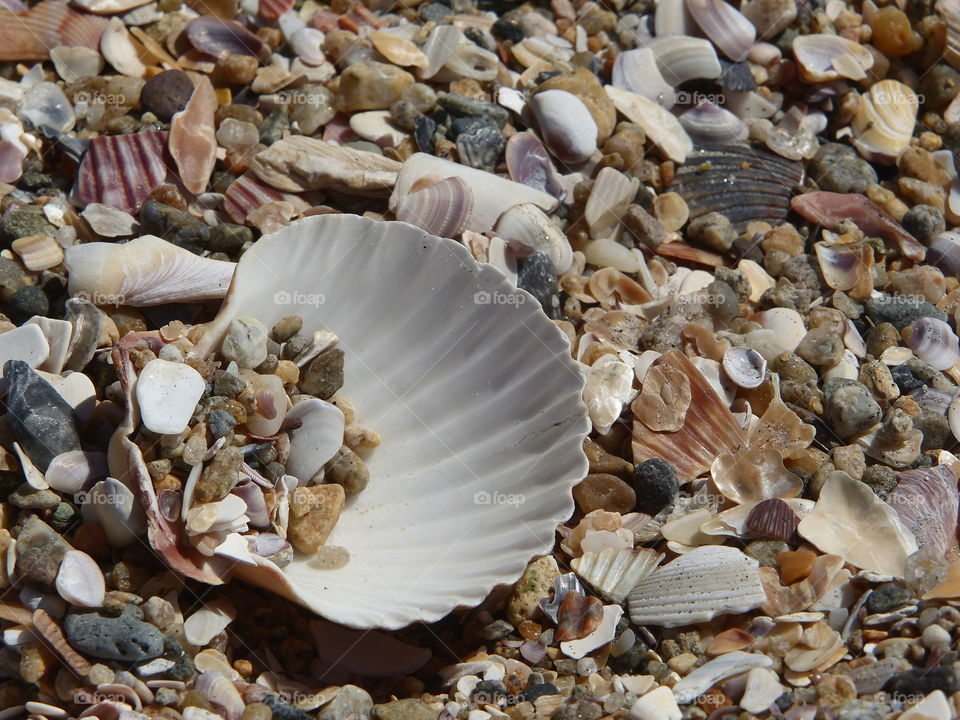 Small shells inside scallop shell 