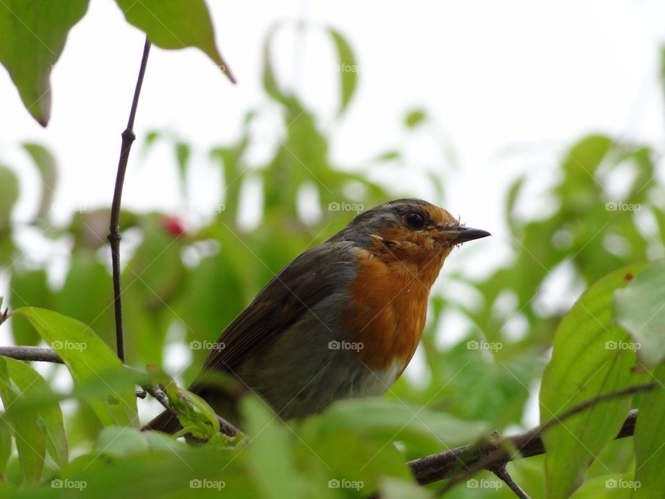 Bird in tree