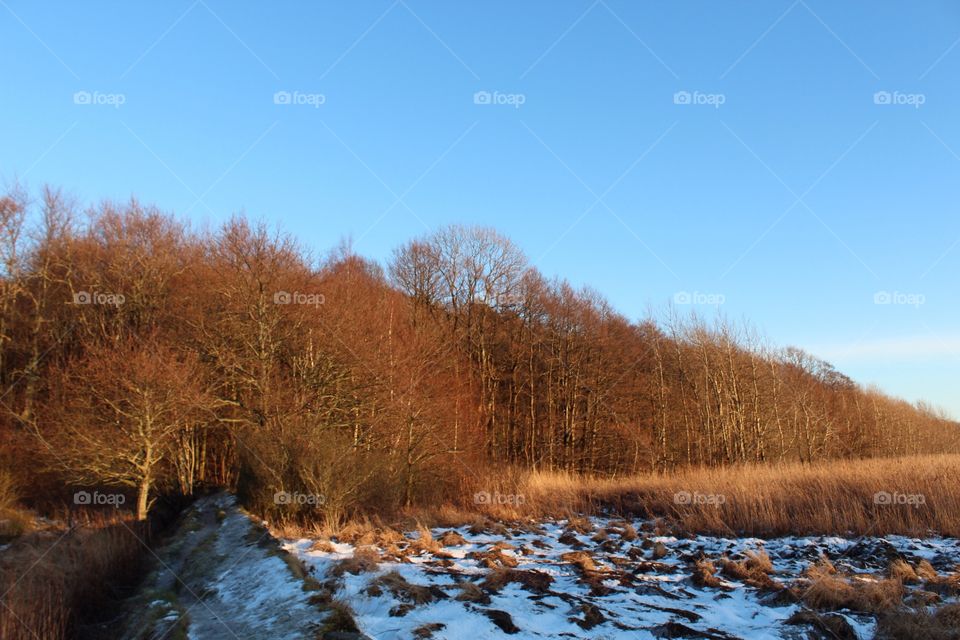 Scenic view of winter forest