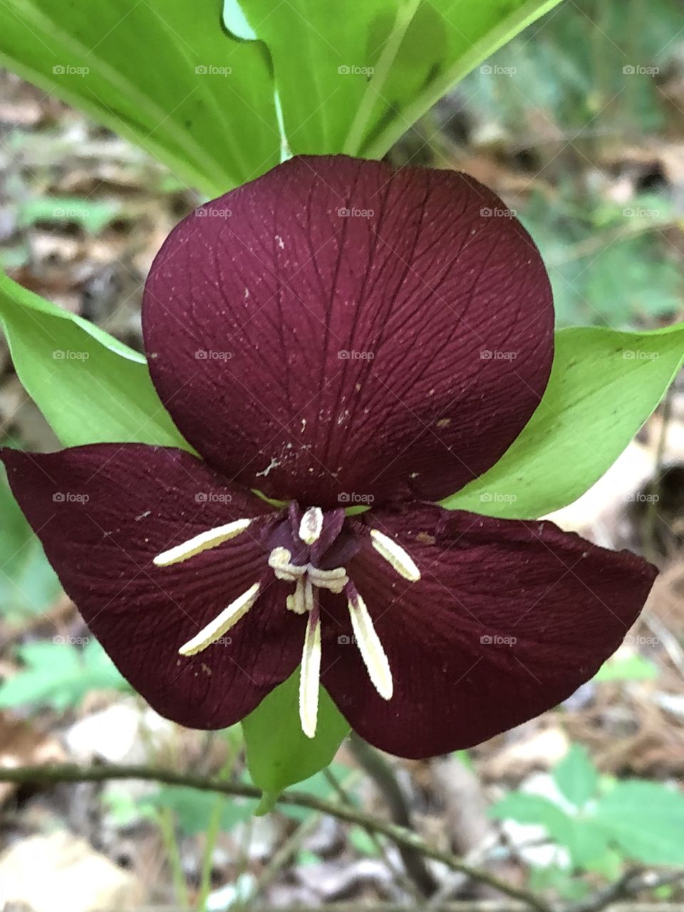 A trillium of a most unforgettable color hides underneath. To find the treasure, one only needs to look closely beneath the green growth of spring. 