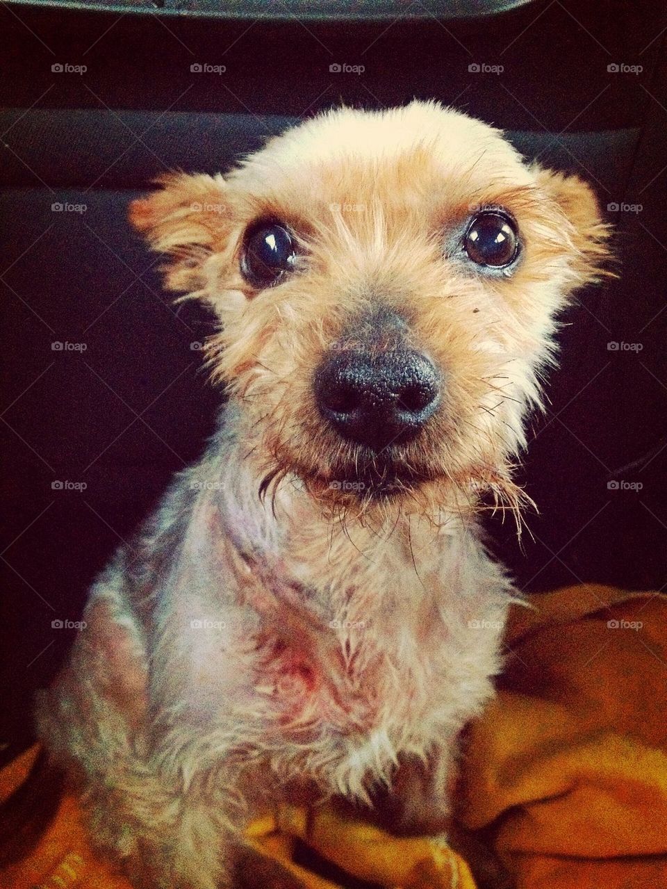 I don't want to see the vet...!