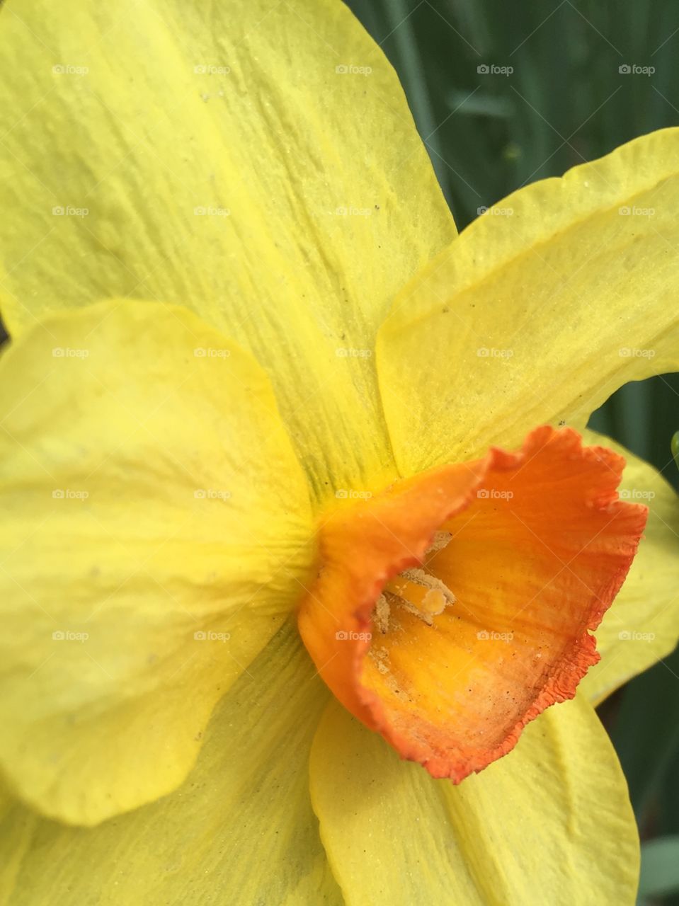 Daffodil blown