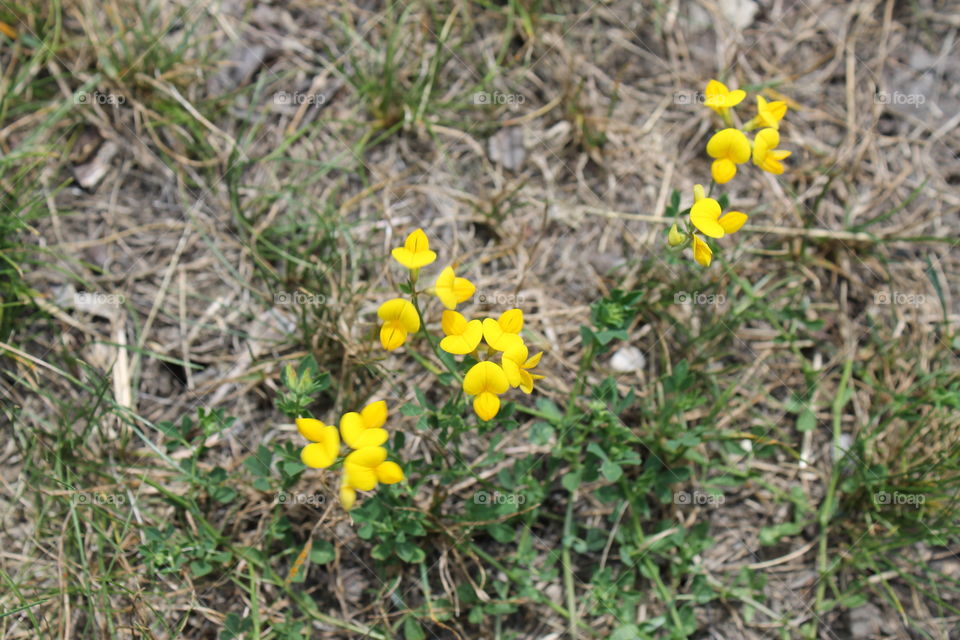 pretty tiny little yellow flowers