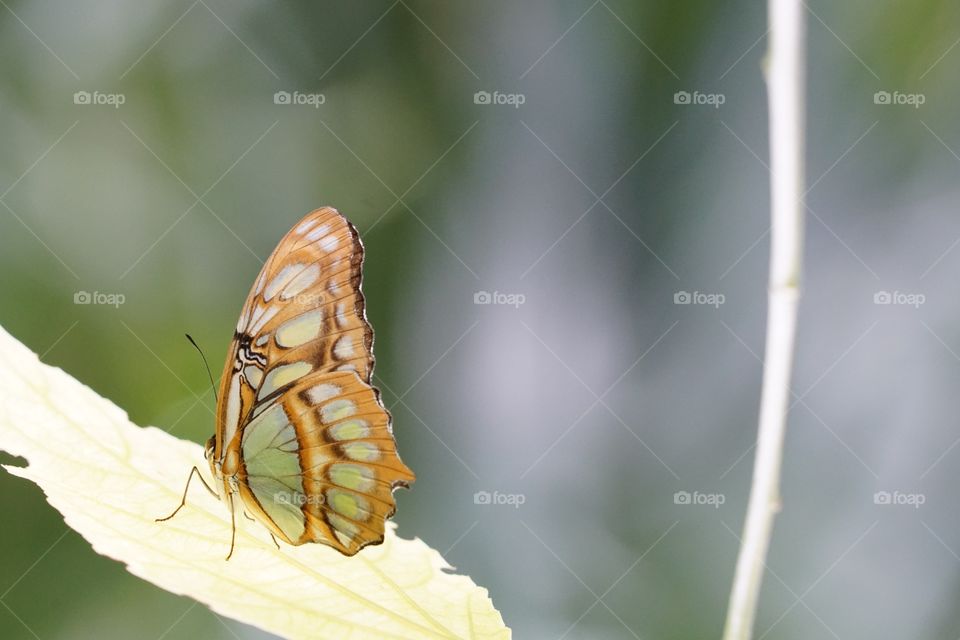 Delicate Tropical Butterfly