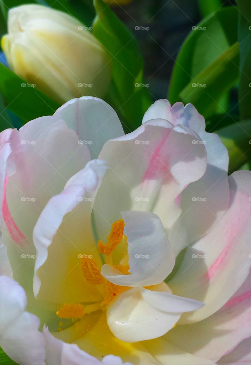 White & Pink Flowers