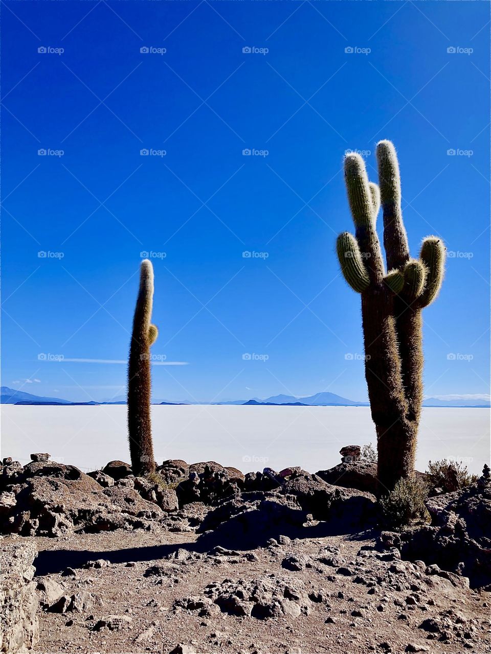 These tall cactus plants grow outside the “Uyuni Salt Flats” in “Bolivia”, South America or on the “Isla Incahuasi”, a hilly and rocky outcrop of land and former island in the center of the vastness of the salt flats. 2022. Hypnotic Productions