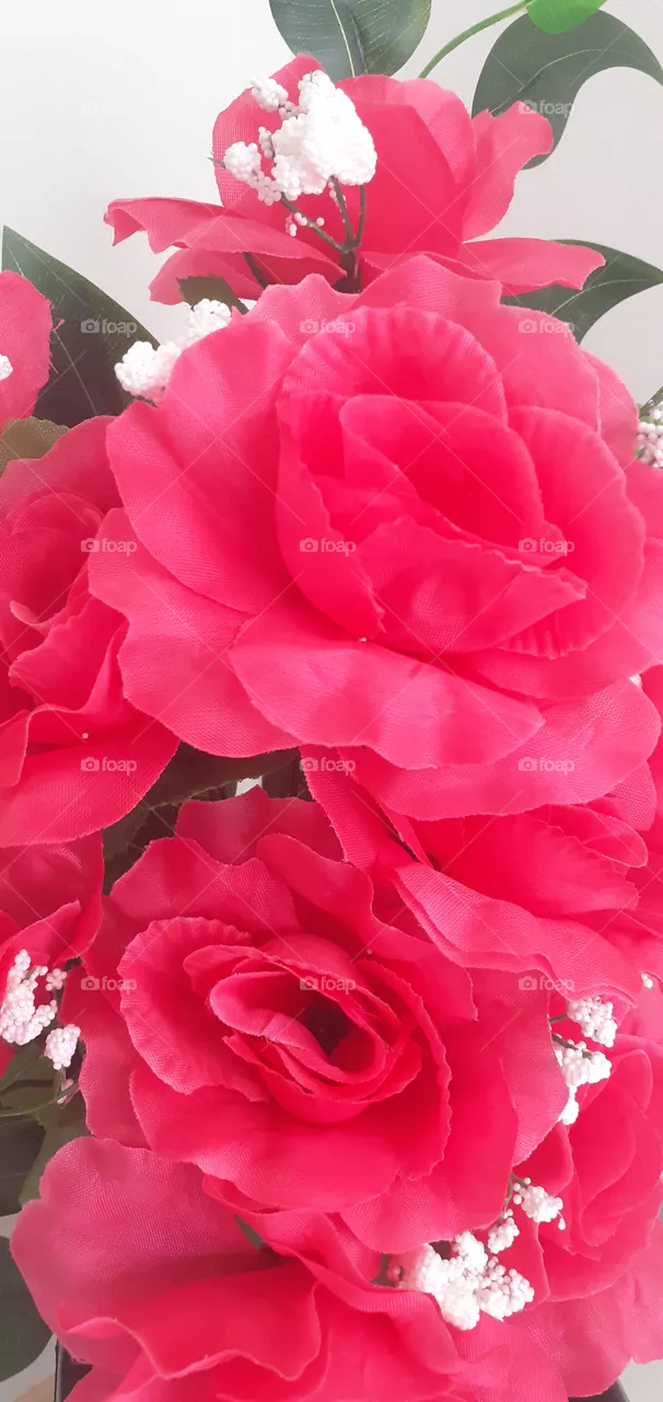 flores rosas