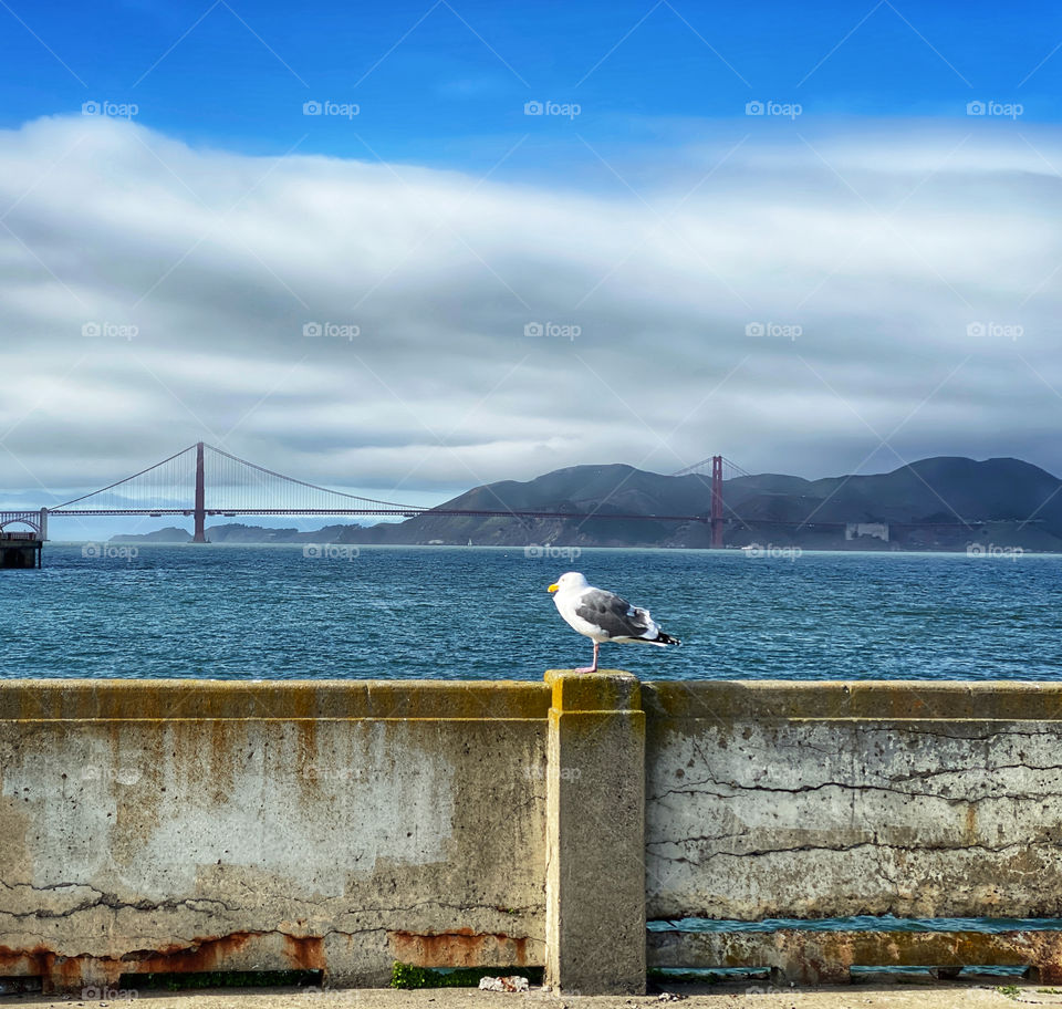 A seagull perched on the wall of a dilapidated pier with the Golden Gate Bridge in the distance 