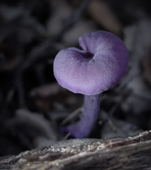 A tiny, purple amethyst deceiver mushroom growing out of the darkened leaf litter