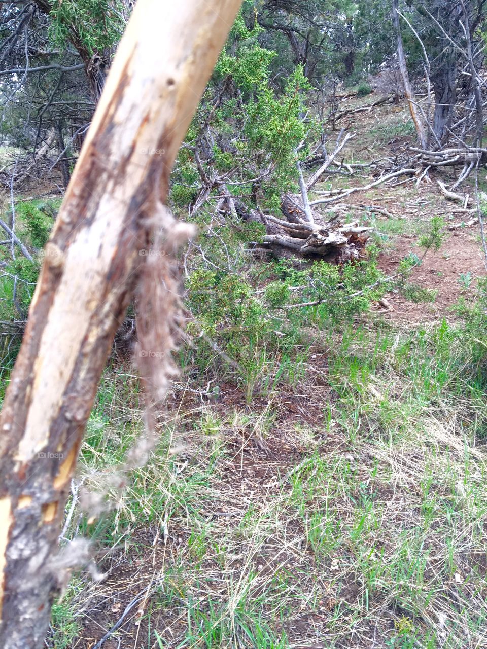 Antler rubbing 