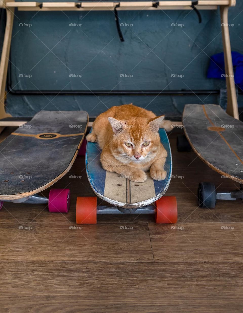 Cute cat cherishes skateboarding