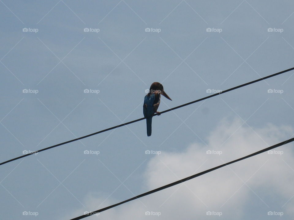 The Glorious Of Mother