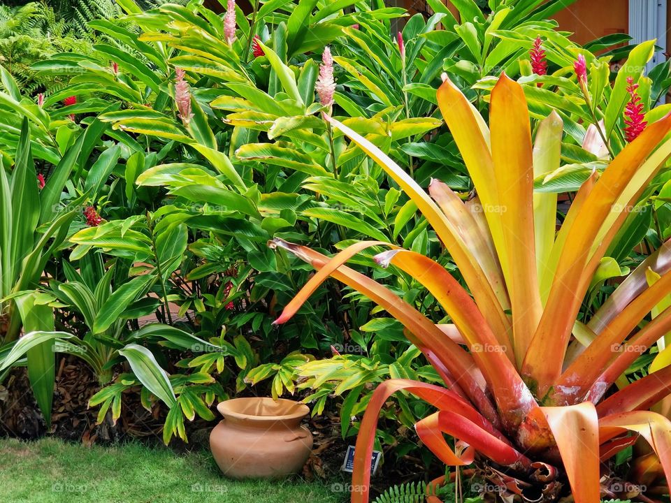 Exotic plant life🌺🌾