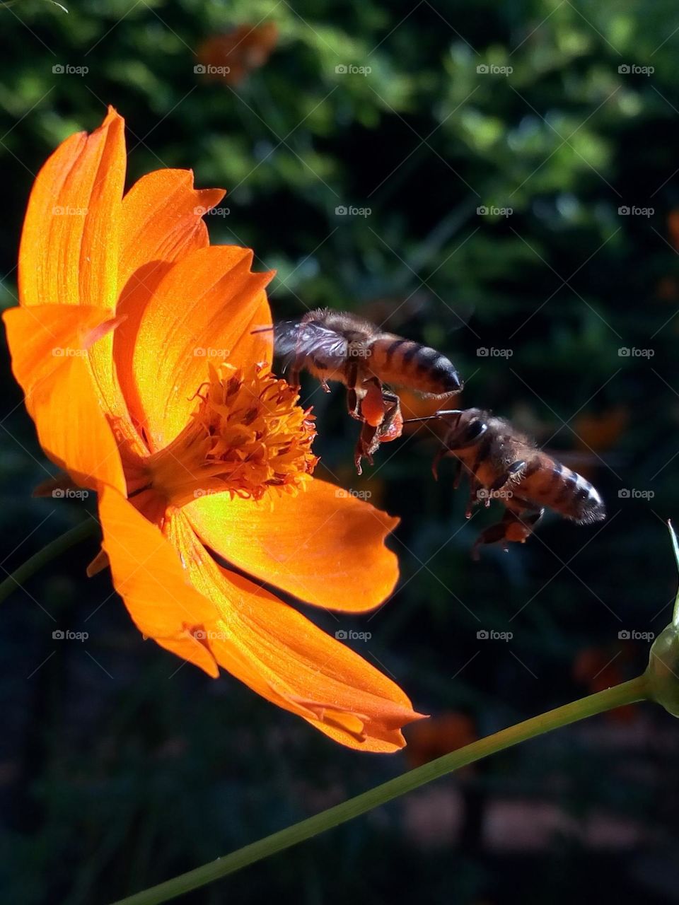 Honey bee landing on Cosmos bright lights flower.

August 15, 2021
08:07am