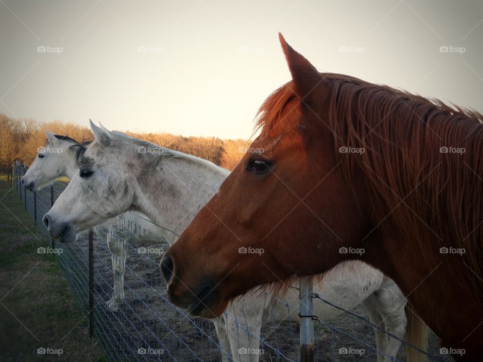 Three Horses All in a Row