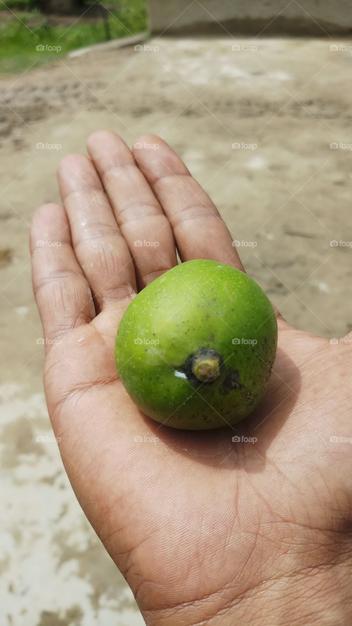 Tropical, Nature, No Person, Food, Outdoors