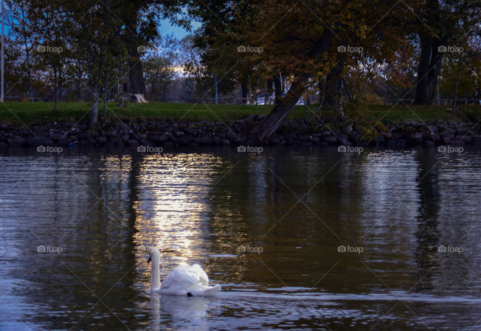 swan in love